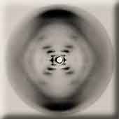 Franklin's X-ray diffraction pattern of DNA
