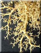 The branching structure of lung tissue