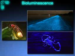 A slide from the Bioelectronics show