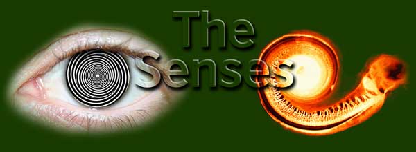 The Senses -- a 2007/8 science show