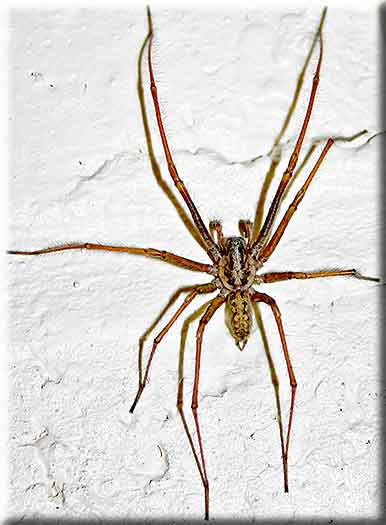 Enormous (life-size, ho ho) image of the spider