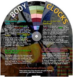 Body clock #2 -- graphics