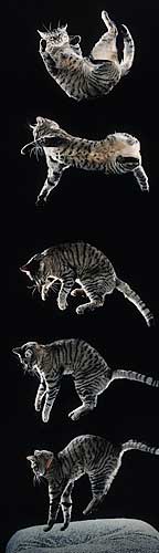 Falling cats and angular momentum