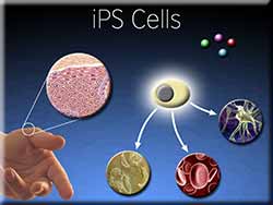 iPS Cells visualisation slide